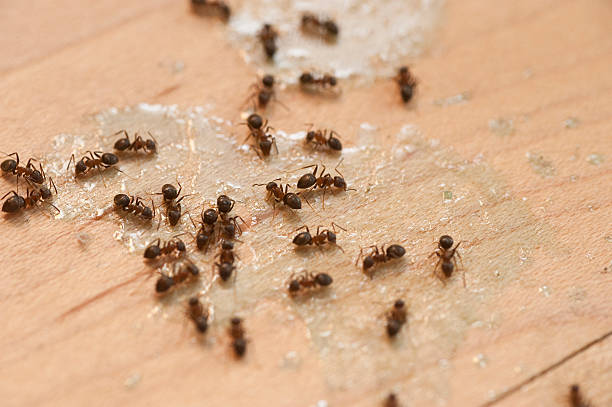 Best Wasp Removal Services  in Lake Ketchum, WA