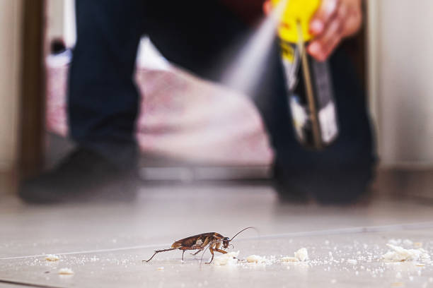 Wasp Removal Services in Lake Ketchum, WA