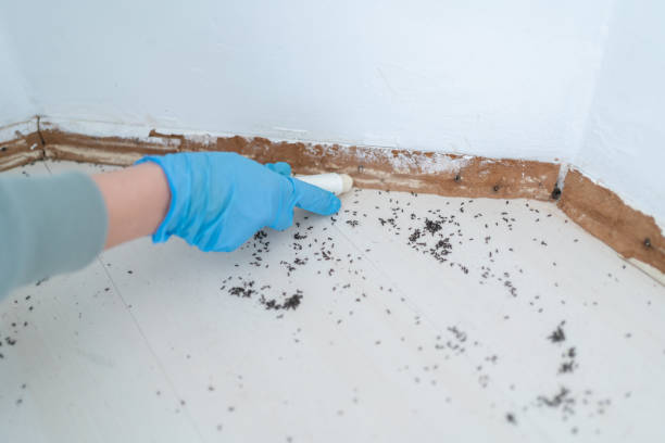 Best Cockroach Control Services  in Lake Ketchum, WA